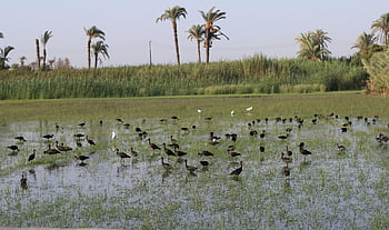 farm, agriculture, birds, nature, landscape, birdwatching, ornithology, green, water, beak, life
