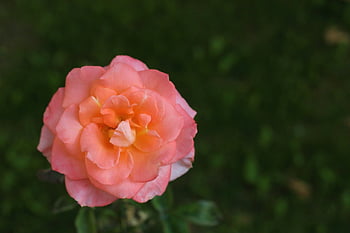 rose, flower, petals, leaves, foliage, plant, nature