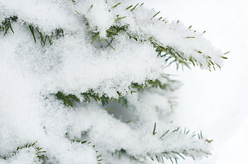 snow, winter, background, tree, close up, christmas, forest, outdoor, snowflake, needle, white
