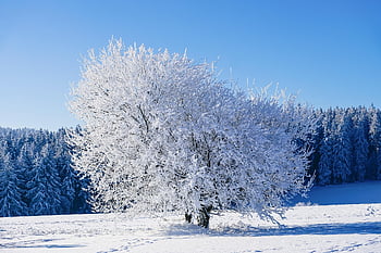 Winter, Baum, Frost, Schnee, kalt, Winterlandschaft, Natur, Landschaft, Winterzauber