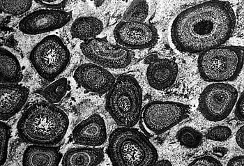 fossil, museum, fossilized Rock, natural History, preserved, seabed, sea Creatures, black And White, stone, rock, fossilized