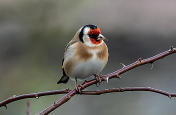 goldfinch, bird, animal, carduelis Carduelis, wildlife, plumage, branch, perched, beak, nature, birdwatching