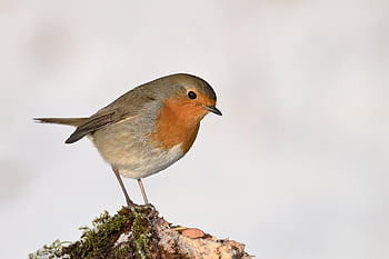 robin, bird, winter, wildlife, plumage, songbird, ornithology, bird Watching, close Up, foraging, tree
