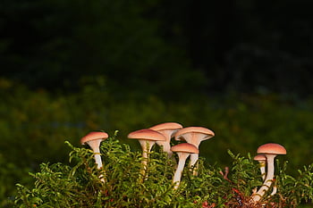 jamur, jamur cakram, lumut, lantai hutan, jatuh, alam