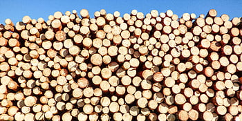 firewood, timber logs, clear blue sky, industrial themes, vibrant pile, stacked firewood, outdoor firewood, natural resources, sustainable wood, eco-friendly materials, firewood stack