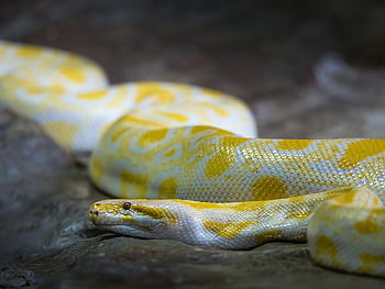 Albino Burmese Python, burmese python, slange, natur, dyr, krybdyr, dyreliv, python, gul, gul og hvid, albino