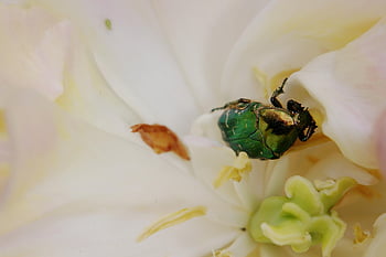 coleottero rosa, coleottero rosa comune, scarafaggio, Shiny Gold Rose Beetle, insetto, animale, abbagliante, fiorire, fioritura, timbro, fauna
