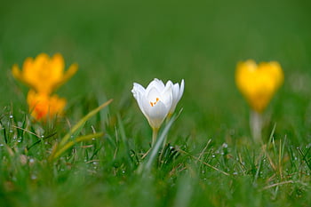crocus, flower, plant, spring, nature, hd Wallpaper, flora, dew, early Spring, saffron, close Up
