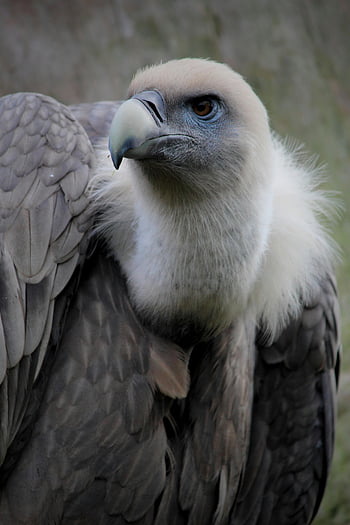 gribb, svart og hvit fugl, Detaljert nærbilde, fjær, nebb, naturlig lys, dyreliv fotografering, fuglfotografi, nærbilde fotografering, dyreportrett, Vult Feathers