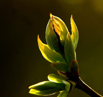 leaves, nature, buds, plants, pitch, spring