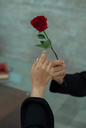 赤いバラ、 手交換、 愛とロマンス、 クローズアップショット、 顔のない男、 彼女、 ロマンチックなジェスチャー、 赤い花、 親密な瞬間、 カップルの相互作用、 婚約指輪
