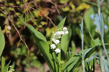 muguet, muguet blanc, muguet en commun, parfum, muguet peut, parfumé, la nature, printemps, floraison