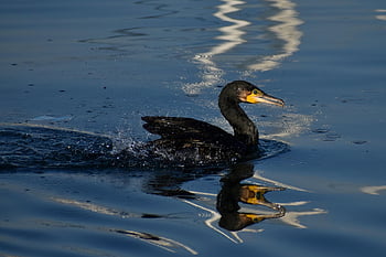 bird, nature, sea, cormorant, water, reflection, fauna, animal, phalacrocorax, phalacrocorax Carbo