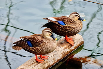 duck, water Birds, pond, park