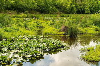 zone umide, protezione delle zone umide, conservazione delle zone umide, palude, stagno, natura, acqua, paesaggio, brughiera, area di conservazione, protezione dell'ambiente