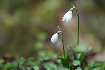 λευκόιο, πρώιμο bloomer, ανοιξιάτικη άνοιξη, φόντο λουλουδιών, φύση, λευκά λουλούδια, galanthus, αρχή της άνοιξης, άνθη, όμορφα λουλούδια, λουλούδι ταπετσαρία