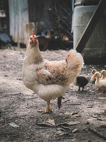 gallina bianca, anatroccoli, Farmyard rustico, Scena di campagna, Fotografia a fuoco selettivo, animali da fattoria, impostazione rurale, pollo, pulcini, scena pacifica, vita di campagna