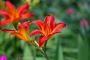 oranžový den lilie, krásné květiny, květiny, květinové pozadí, rostlina, dennily, lilie, hemerocallis, oranžové květy, okvětní lístky, tyčinka