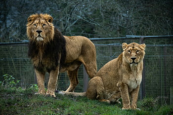 lion, lioness, gated space, zoo, outdoors, male lion, female lion, majestic pose, wildlife photography, animal enclosure, nature scene