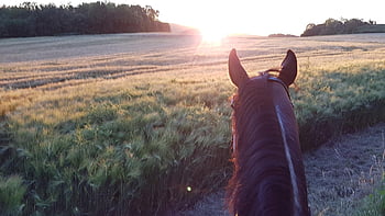 sunset, horse, countryside, nature, animal, sky, sun, ride, fun, field