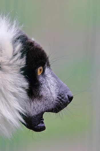pukang, lemur hitam dan putih, Madagaskar, alam, primata, Varecia variegata, hewan, wajah lemur, Lemur Madagaskar