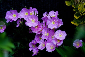 two Medallion Primrose, flower Background, beautiful Flowers, flowers, plant, flower Wallpaper, petals, wildflowers, bloom, flora, nature