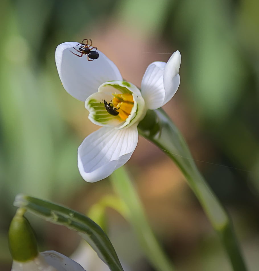 blossom, bloom, insect, spider, close Up, nature, flower, flora, garden, animal, plant