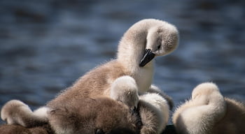 labutě, cygnets, kuřat, ptáků, mláďata, vodní ptáci, vodních ptáků, zvířat, peří, účtovat, načechraný