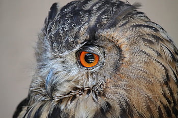gufo, uccello, animale, natura, occhio, becco, piume, uccello rapace, avvicinamento