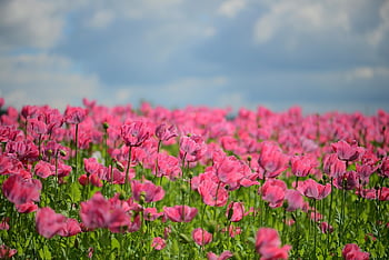 mák, flóra, růžový, klatschmohn
