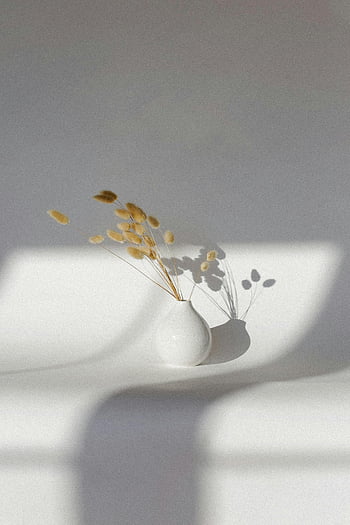Ziergras, Keramikvase, trockenes Gras, minimalistisches Design, Elegante Vase, Sonnenlichtschatten, minimalistisches Dekor, weiße Vase, dekoratives Gras, moderne Einrichtung, Minimalistische Kunst