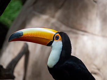 toucan, bird, animal, background, nature, tropical, exotic, ornithology, fauna, species, wildlife