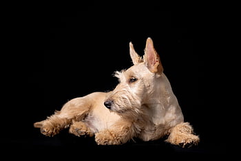scottish Terrier, scottie, dog, pet, nature, canine, animal, snout, fur, ears, dog Portrait