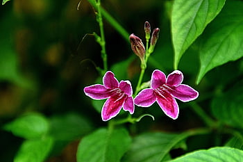 flower, blossom, bloom, small, purple, close Up, flora