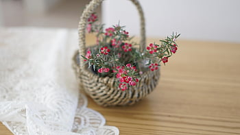 vårblomster, små gryter, ratan-telefon, liten blomst, koreansk blomst, rosa blomst, små blomsterpotter, rotting blomsterpotter, små blomster, koreanske blomster, rosa blomster