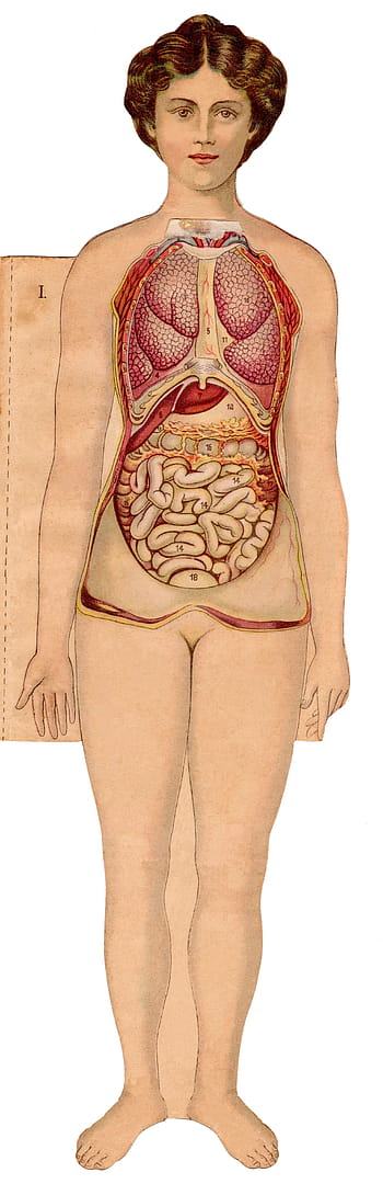 anatomie, Lidské tělo, Vnitřní orgány, Vintage ilustrace, lékařský diagram, Zažívací ústrojí, dýchací systém, oběhový systém, vzdělávací graf, ženská postava, Anatomická kresba
