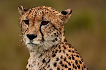 gepárd, természet, állat, szafari, Dél-afrikai gepárd, emlős, nagy macska, vadállat, ragadozó, vadvilág, fauna