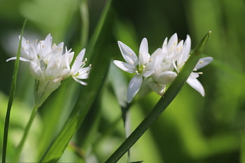 wild Garlic, allium Ursinum, forest Garlic, wild Vegetables, white Flowers, plant, petals, blossom, bloom, flora, nature