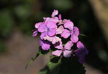 lunaria Annua, flower Wallpaper, judas Coin, nature, sunlight, spring, garden, beautiful Flowers, flower Background, a 2-year-old, flowers