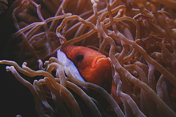 clownfish, vibrant sea anemones, underwater coral reef, striking clownfish, sea anemones, coral reef, underwater scene, marine life, ocean wildlife, clown fish, anemone fish