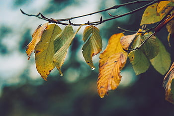 verwelkte Blätter, Nahaufnahmefoto, Detaillierte Makroaufnahme, nasse Herbstblätter, Regentropfen, am Zweig hängen, Herbstlaub, Makrofotografie, Naturfotografie, Blattbeschaffenheit, saisonale Veränderung