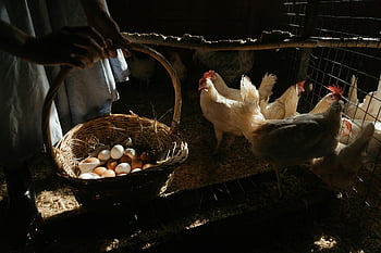 chicken coop, fresh eggs, wicker basket, white chicken, brown woven basket, sunlit coop, hens, collecting eggs, farm animals, rural scene, basket of eggs