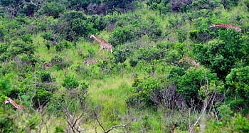 africa, south Africa, zebra, wildlife, giraffes, safari, national Park, wilderness, nature, picture Puzzle