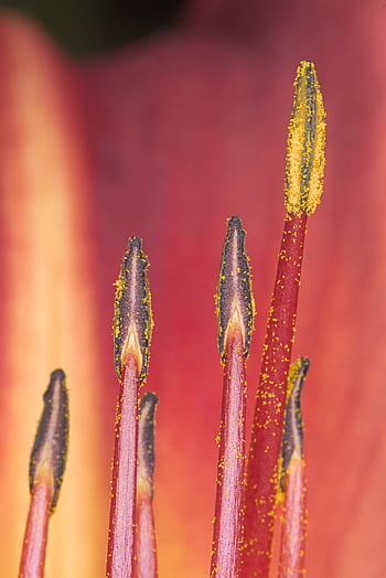 fire Lily, flower, pistil, pollen, flower Background, orange Lily, lily, bloom, beautiful Flowers, plant, flower Wallpaper
