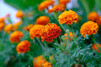 calendula, fiore, pianta, bellissimi fiori, calendula azteca, tagetes erecta, petali, fioritura, fiorire, carta da parati floreale, sfondo di fiori