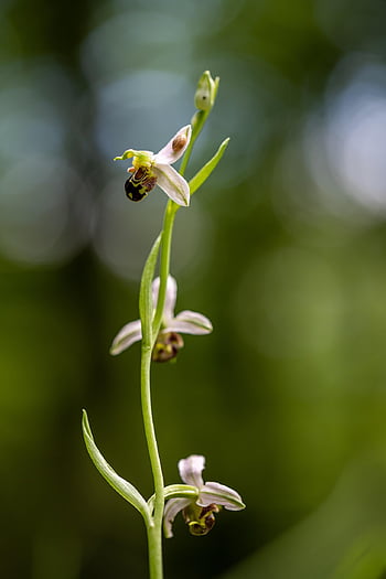 bee Orchid, flowers, plant, orchid, ophrys Apifera, ophrys, orchidaceae, petals, bloom, field, nature