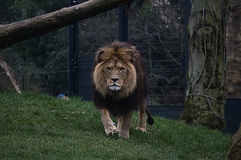 λιοντάρι, ΖΩΟΛΟΓΙΚΟΣ ΚΗΠΟΣ, zoo heidelberg, χαίτη, μεγάλη γάτα, φύση, άγριο ζώο, ζώο, αρρενωπός, επικίνδυνος, αγριόγατα