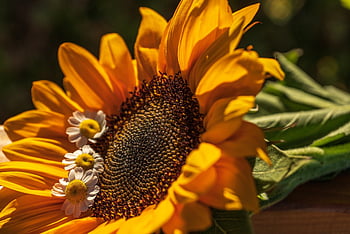 sunflower, still Life, summer, chamomile, petals, multicoloured, romantic, decorative, happy Mothers Day, yellow, date Of Birth