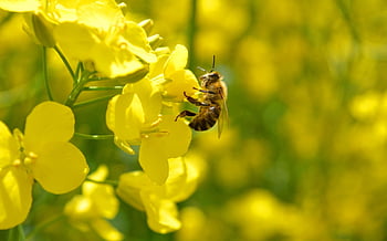 insetto, colza, fiori, carta da parati floreale, Ape, impollinazione, fiori di colza, pianta, primavera, campo, natura