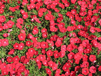 flowers, garden, flower Background, beautiful Flowers, blossoms, plant, flower Wallpaper, nature, bloom, purple, floral